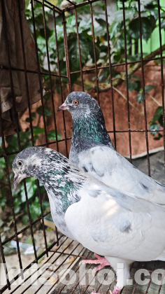 শিয়ালকুটি কবুতর